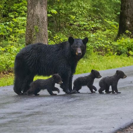 A Million Dollar View- Get 951 Worth Of Free Area Attraction Tickets For Each Paid Day! Villa Gatlinburg Eksteriør bilde